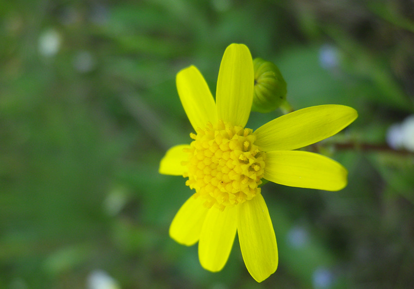  звичайне (Senecio vulgaris).